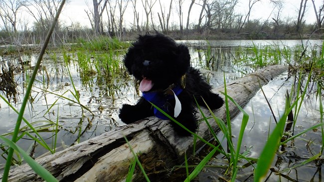 Stuffed pup near edge of wetland