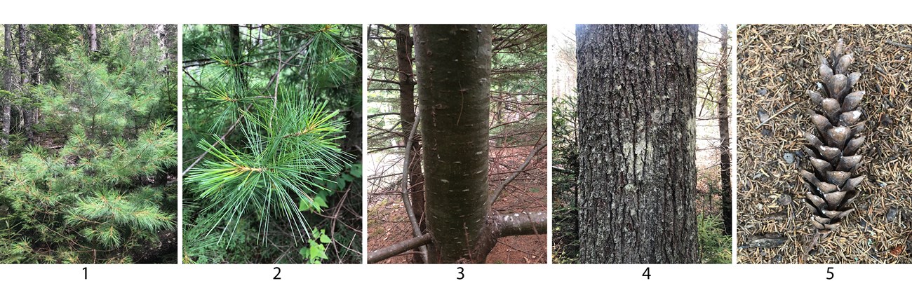 Red Pine Scale kills red pine trees at Acadia (U.S. National Park Service)