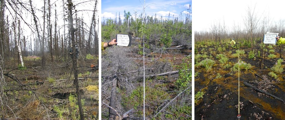 White and black spruce mixed forest in Denali with burned, downed trees and new growth pictured.