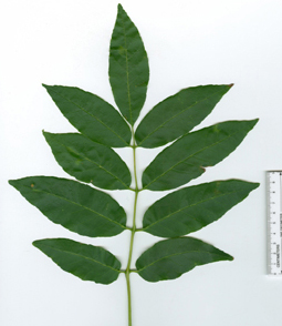 ash tree leaf leaves update symmetrical leaflets usda service