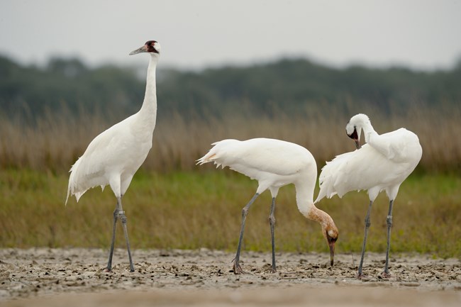 Whooping Crane Three cranes standing in water with wetlands in the background.