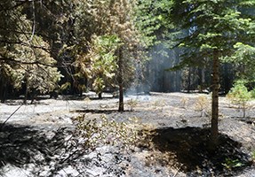 Burned area with live trees as well as burned trees.