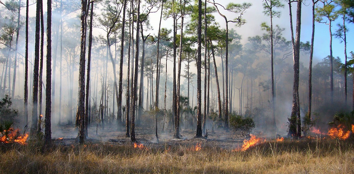 lt= Small flames consume grass.