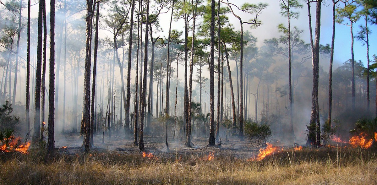 Small flames consume grass.