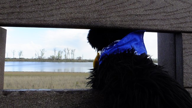 stuffed pup looking out window of observation blind