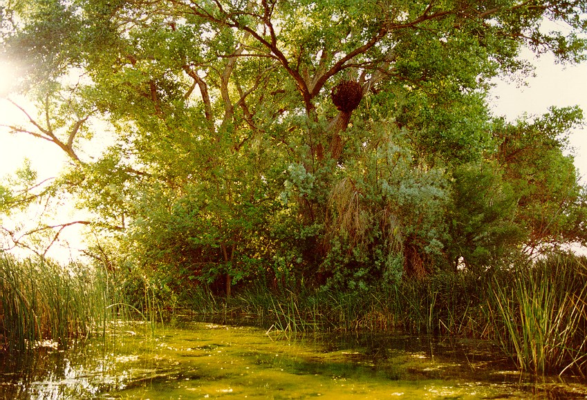 The sun shines across large green trees onto a mossy body of water below.