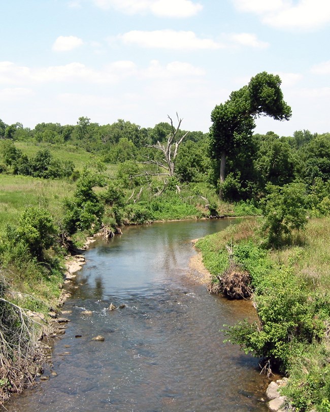 A shallow stream lined by grasses and shrubs with trees in the background.