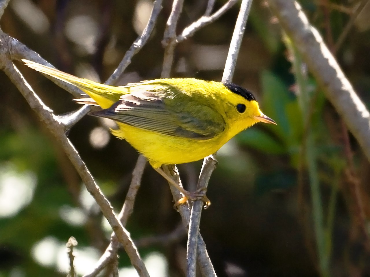 Wilsons's Warbler perches on a branch