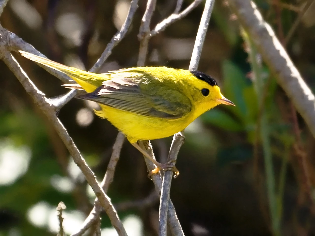 Wilsons's Warbler Wilsons's Warbler perches on a branch