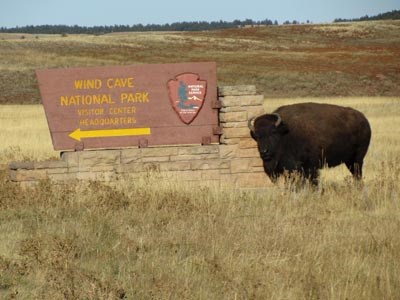 A large bison stands next to an NPS entrance sign that reads: "Wind Cave National Park, Visitor Center Headquarters", an arrow pointing to the left A large bison stands next to an NPS entrance sign that reads: "Wind Cave National Park, Visitor Center Headquarters", an arrow pointing to the left