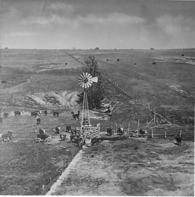 windmill in a field filled with cows