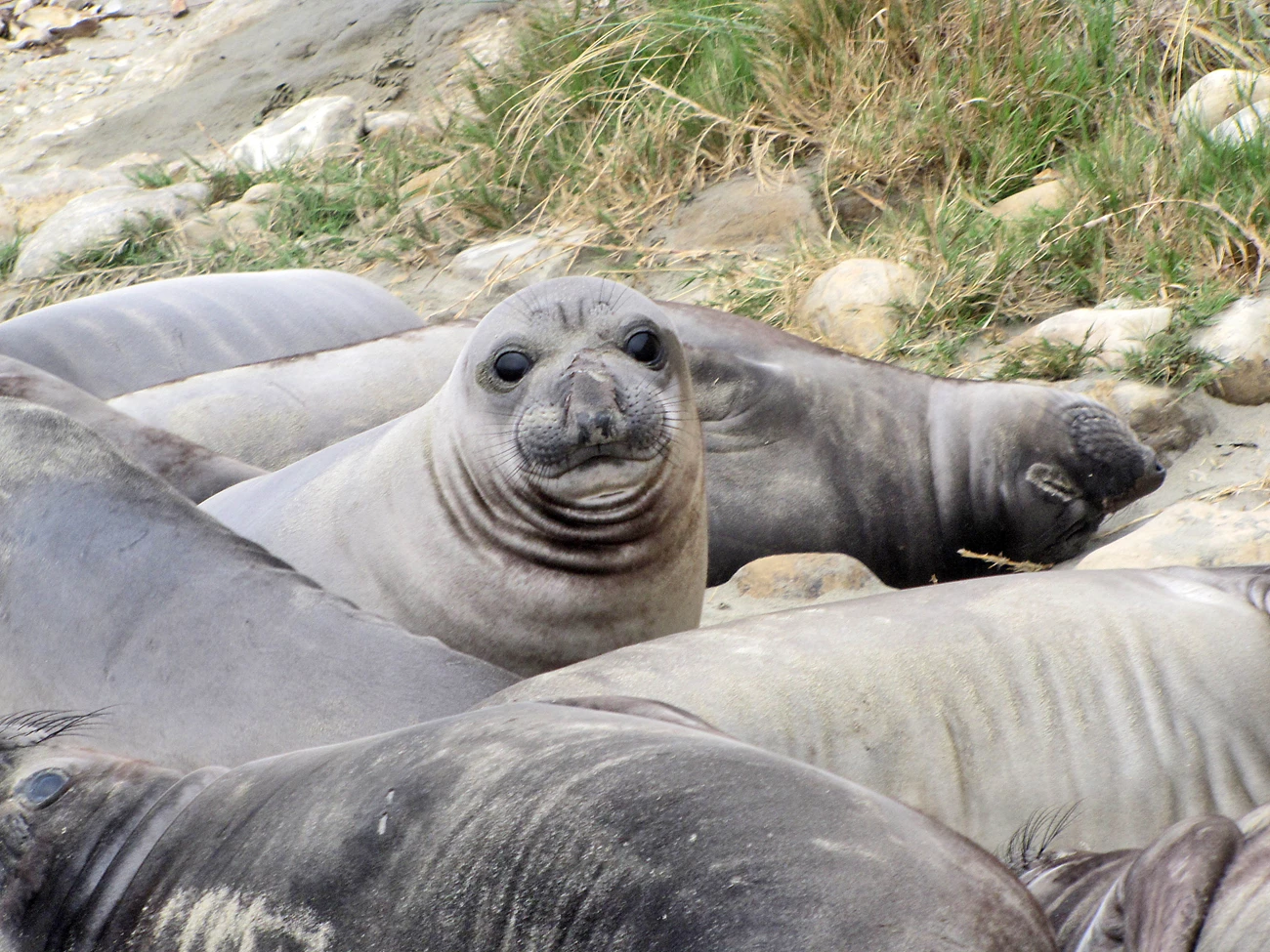 Weaned elephant seal pup A weaned elephant seal lifts its head and looks towards the camera over the pod of other weaned elephant seals surrounding it.