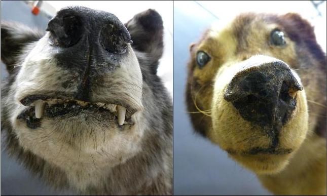 Close up images of a stuffed wolf and dog