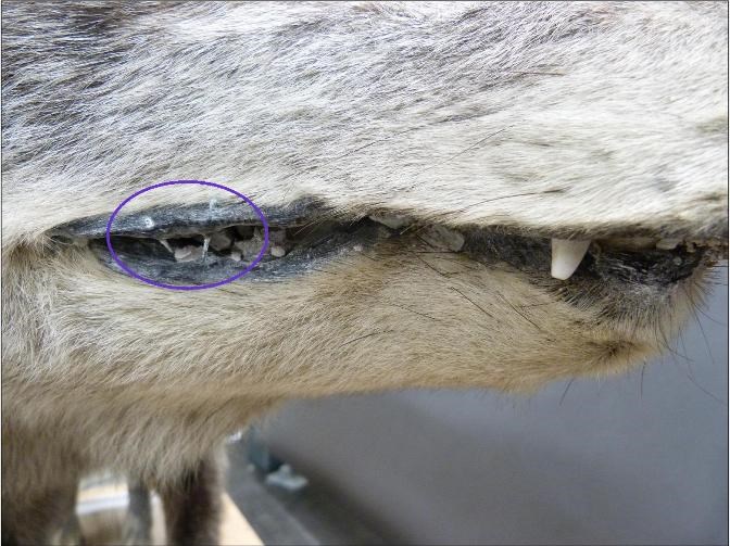 A close up image of the mouth of a stuffed wolf
