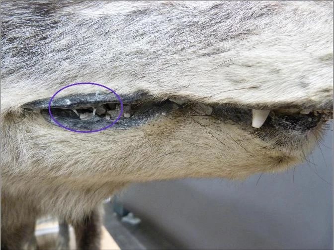 Wolf-mouth_1 A close up image of the mouth of a stuffed wolf