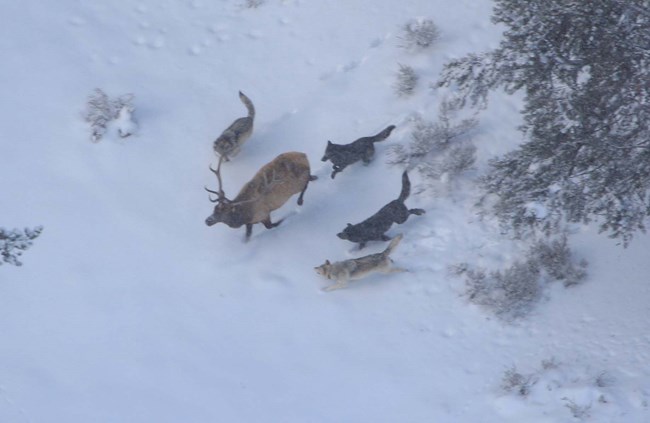 Wolves and elk Wolves and elk