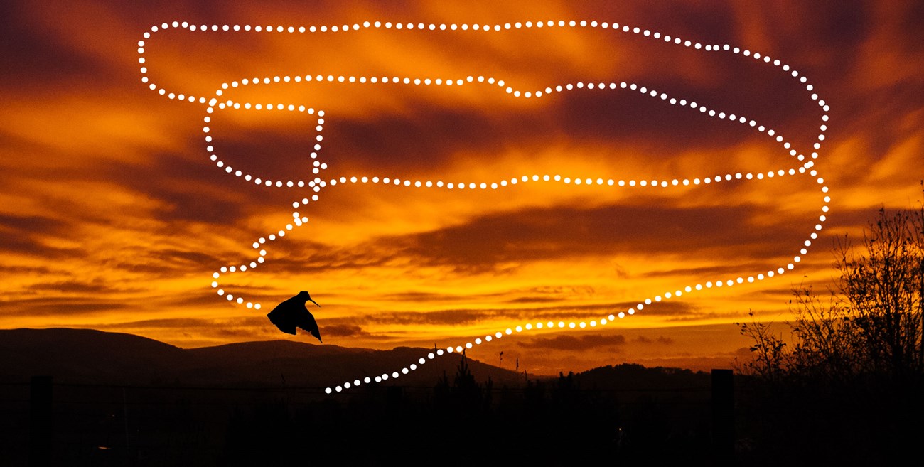 The silhouette of a Woodcock against an orange sunset sky, showing the flight pattern of the bird's mating ritual.