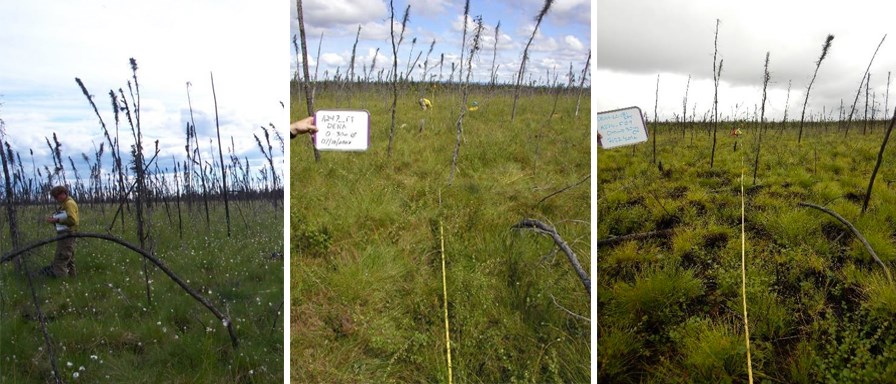 This lowland woodland black spruce tussock site in Denali was burned by the 2000 Foraker fire and the 2015 Carlson Lake fire. The photo on the left was taken in 2002, 2 years after the 2000 fire. A re-measurement of the same plot in 2007 (middle) shows in