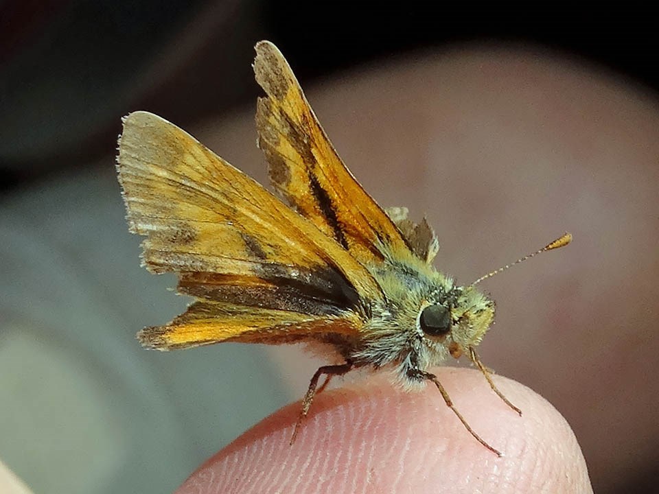 Dorsal side of a woodland skipper perched on a fingertip