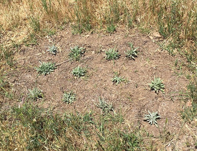 Wooly aster seedlings planted close together