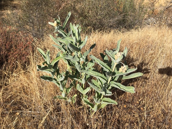 A cluster of green plants with wilted flower heads and velvety leaves growing among dry, yellow grasses.