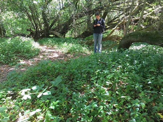 Person taking notes among an understory monoculture of small-leaf spiderwort