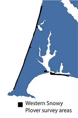 best Snowy Plover map Map showing that snowy plover monitoring occurs throughout PORE