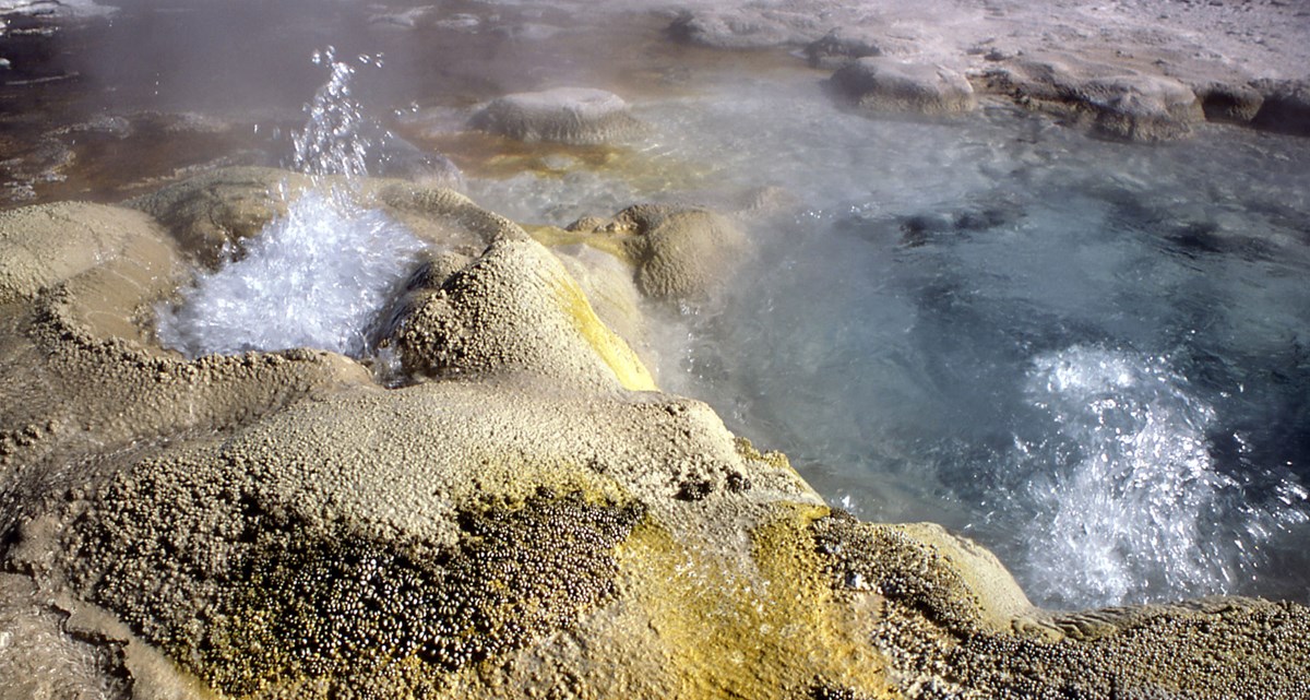 YELL-daisy-geyser daisy geyser