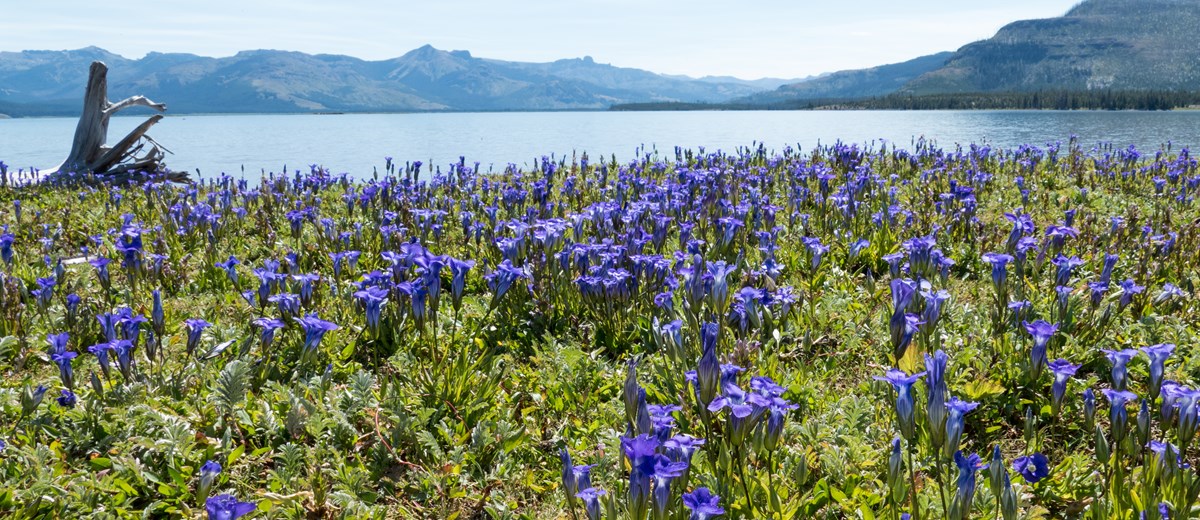 Enjoy nature virtually–wherever you are! Looking over a field of blue flowers at a lake
