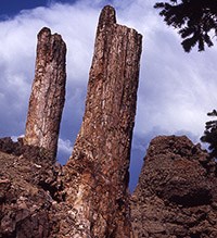 fossilized tree stumps sticking up from the ground.