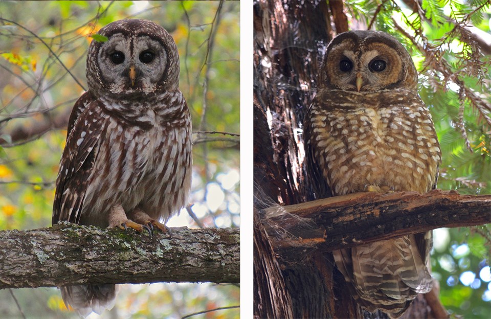 Comparison of two similar owls, the threatened northern spotted owl and the larger, more aggressive barred owl.