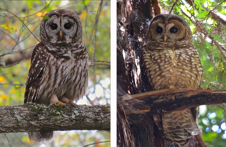 Comparison of Barred and Northern Spotted Owls Comparison of two similar owls, the threatened northern spotted owl and the larger, more aggressive barred owl.