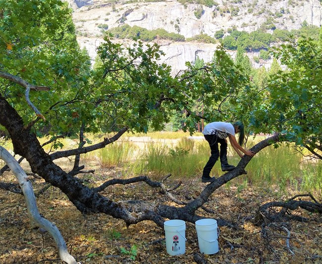 A child climbs the trunk of a black oak tree. There are two white buckets in front of the tree.