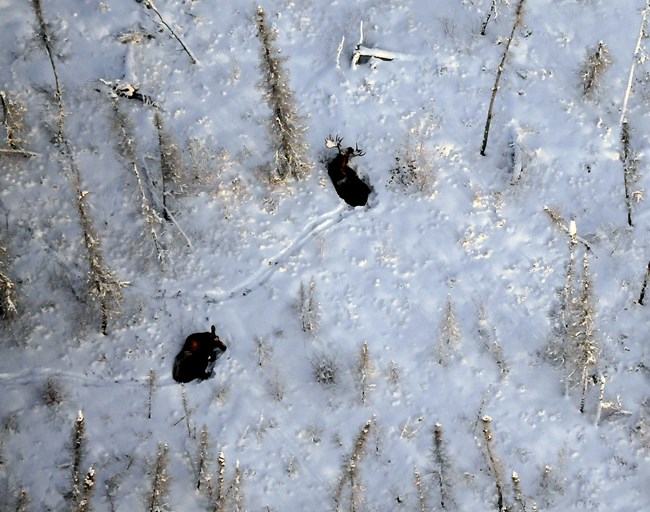 Two moose bedded down in the early morning during winter in Yukon-Charley Rivers National Preserve. In the winter, moose will only spend 6-8 hours a day actively foraging.