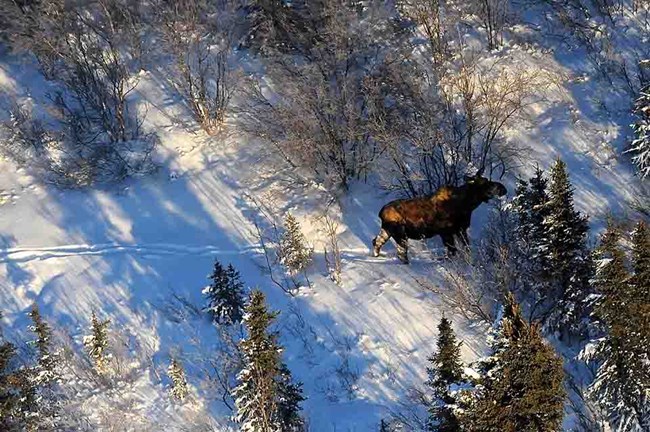 YUCHmoose_MattCameron An aerial view of a moose in the snow.