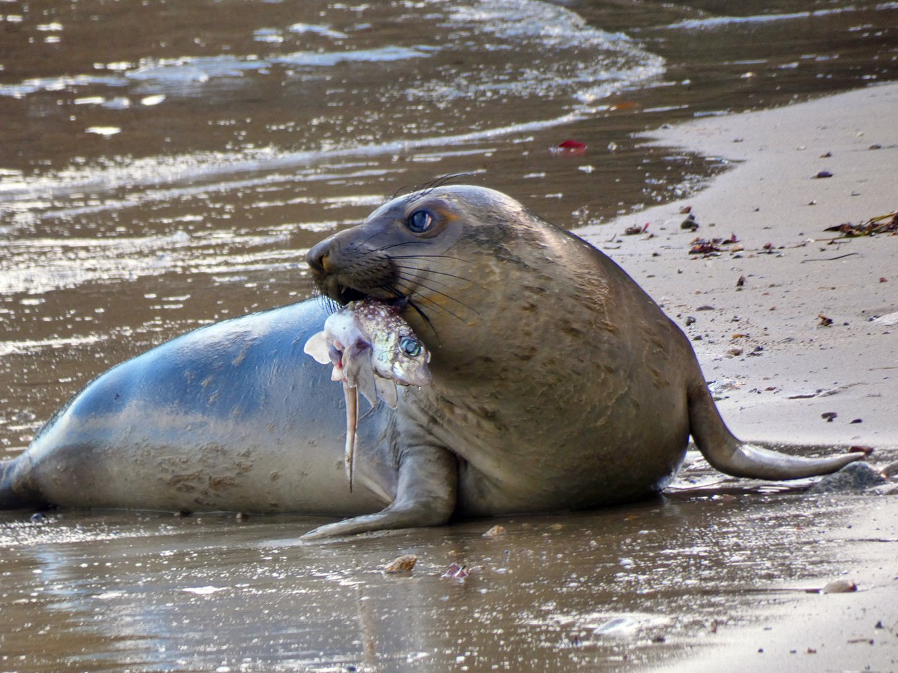 Yearling with fish A small seal in profile with a spotted fish dangling from its mouth.