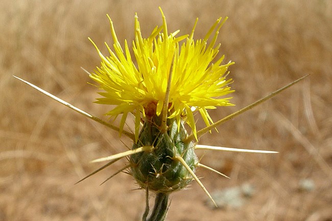 Yellow Star Thistle in flower Yellow Star Thistle in flower