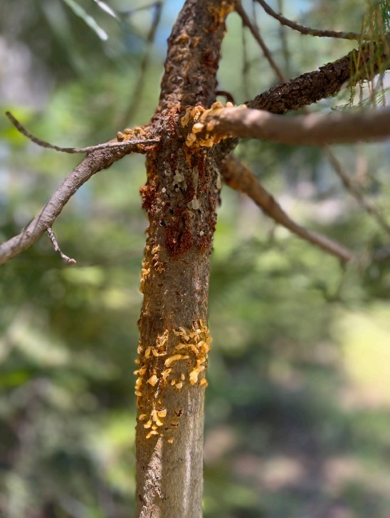 Fungal-looking yellow blisters cover the branch of a sugar pine.