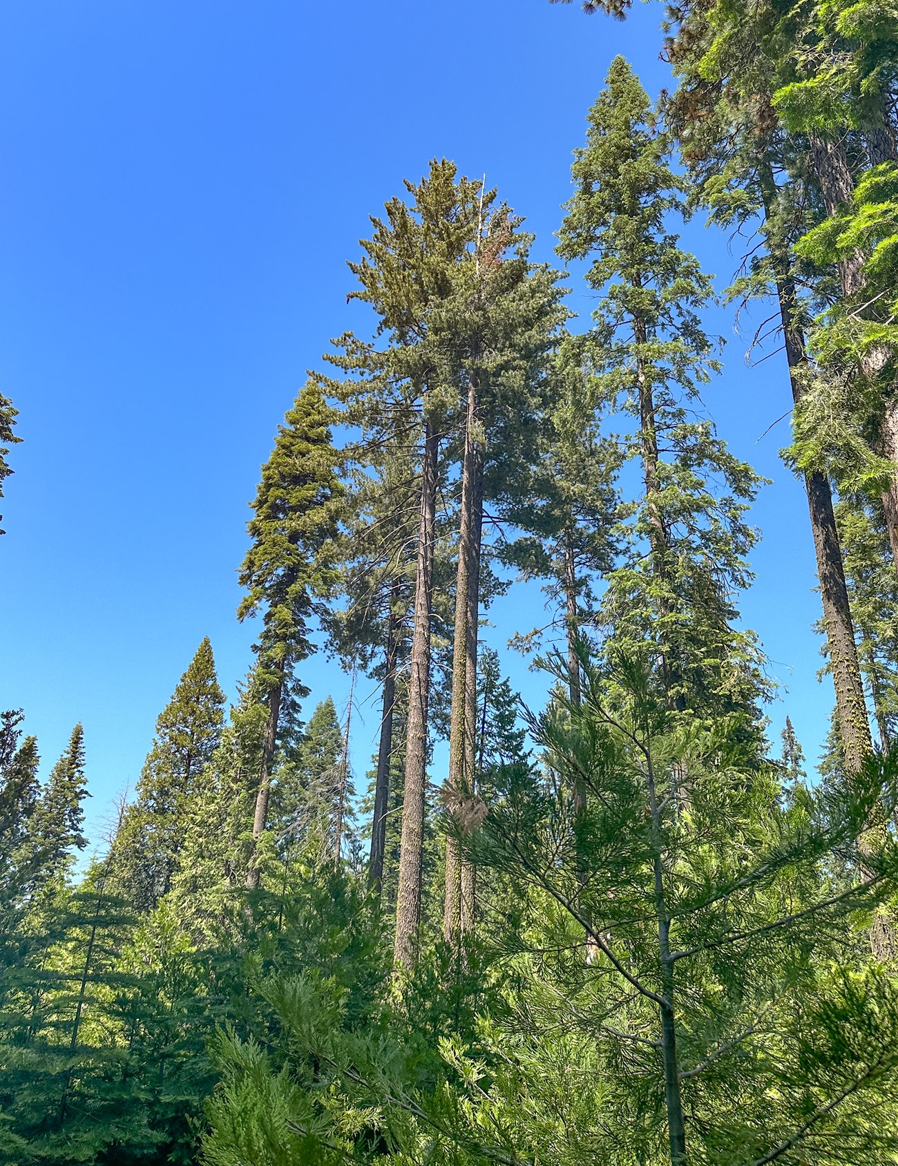 Tall sugar pine trees tower over smaller green trees under a blue sky.
