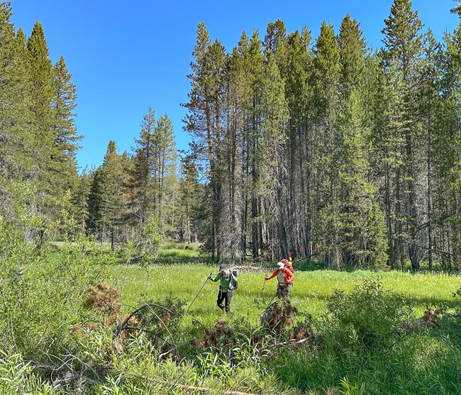 Two researchers with walking sticks hiking through a green forest.