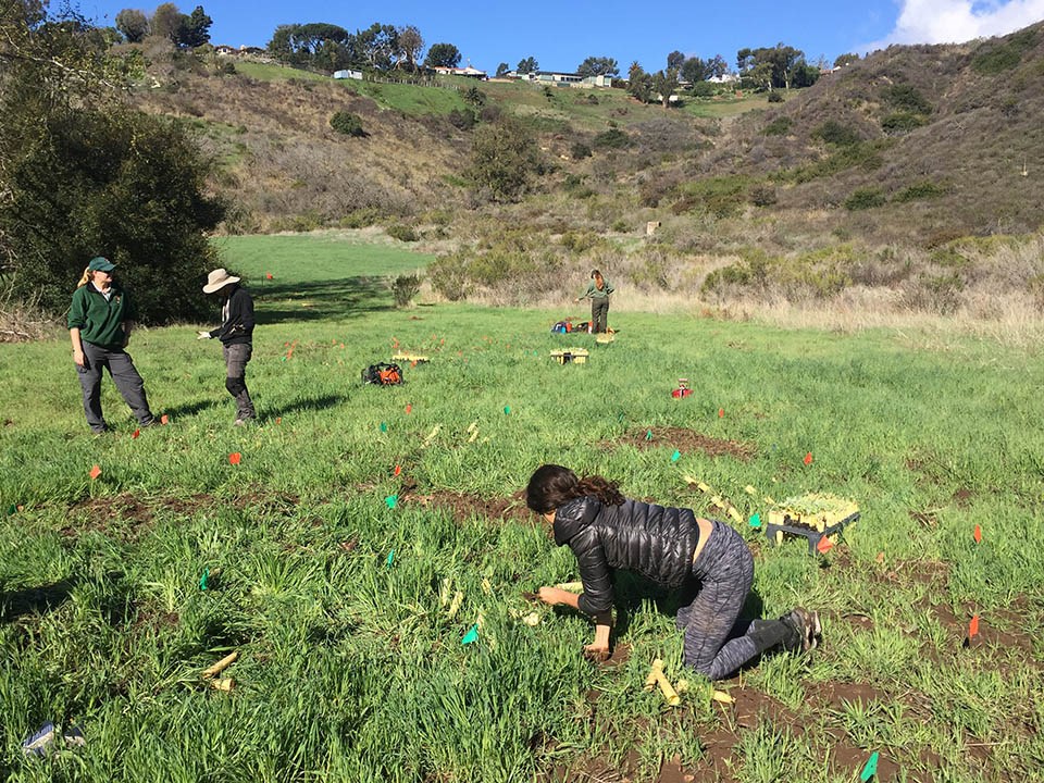 People planting seedlings in a canyon