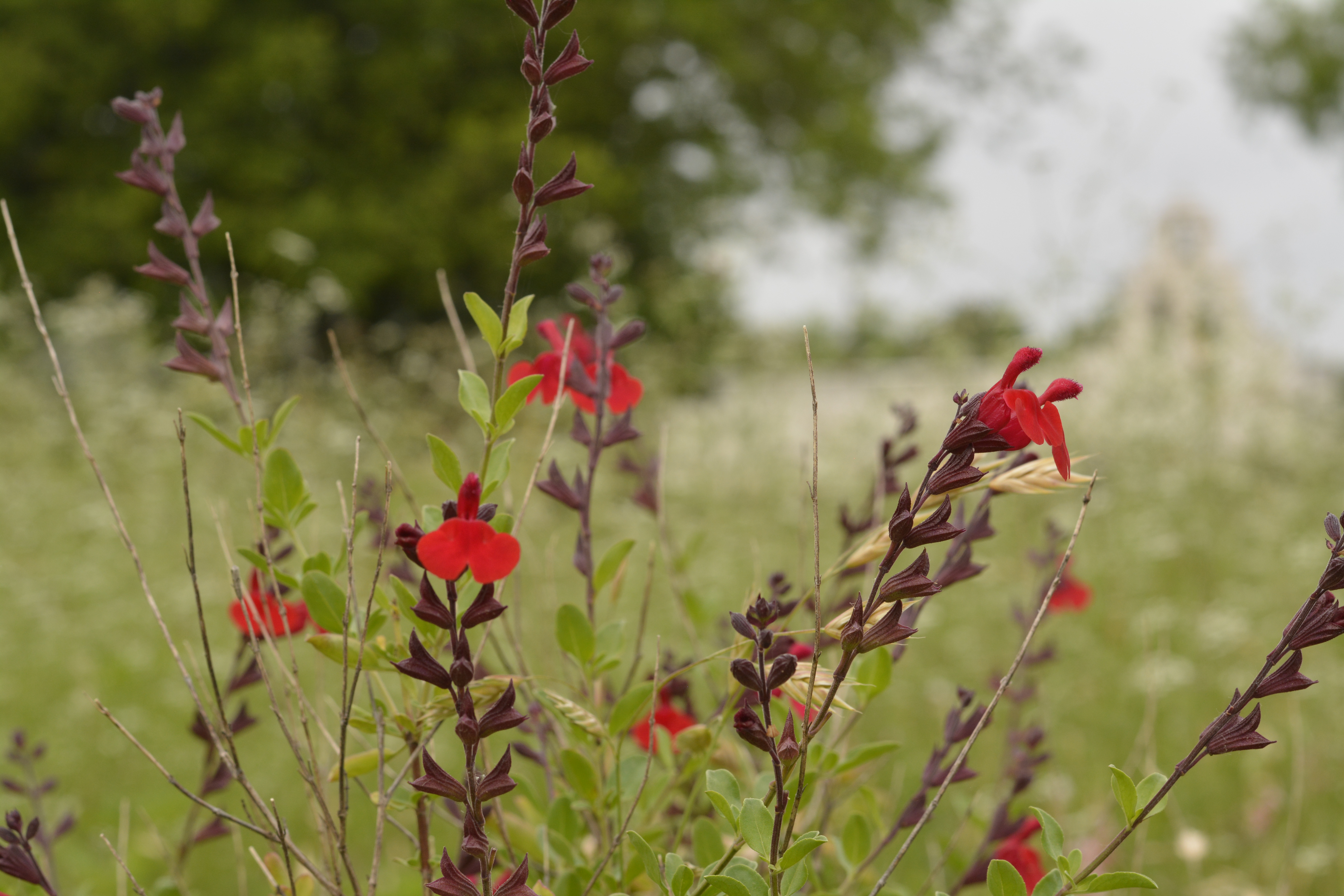 red wildflowers grow in the pollinator garden, with a view of the san juan church in the background