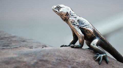 a bronze collared lizard stands on a rock