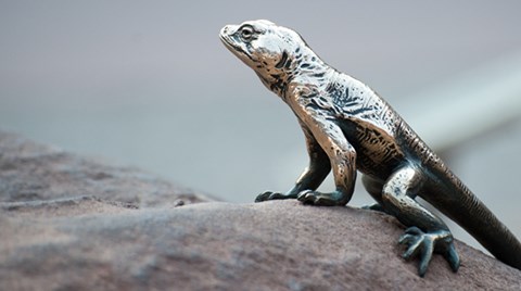 a bronze collared lizard stands on a rock