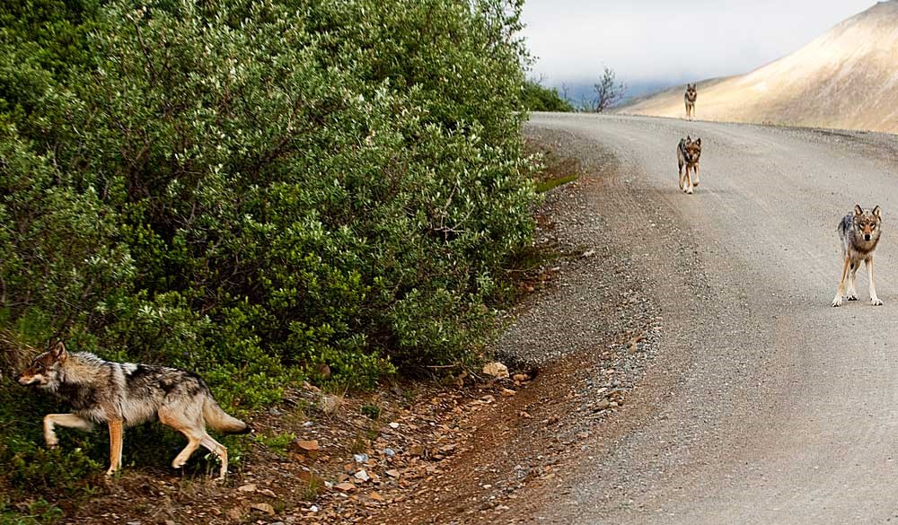 six wolves walking down a dirt road