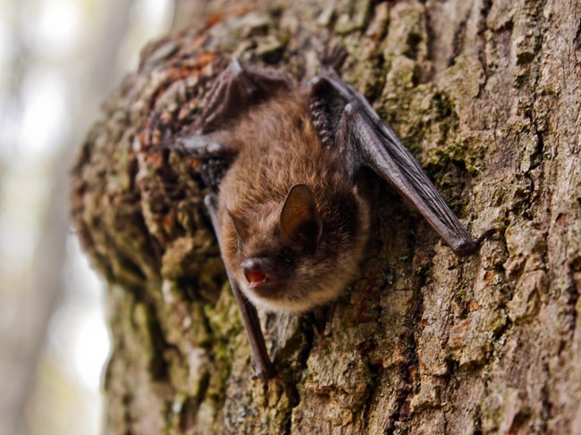 A little brown bat clinging to the side of a tree.