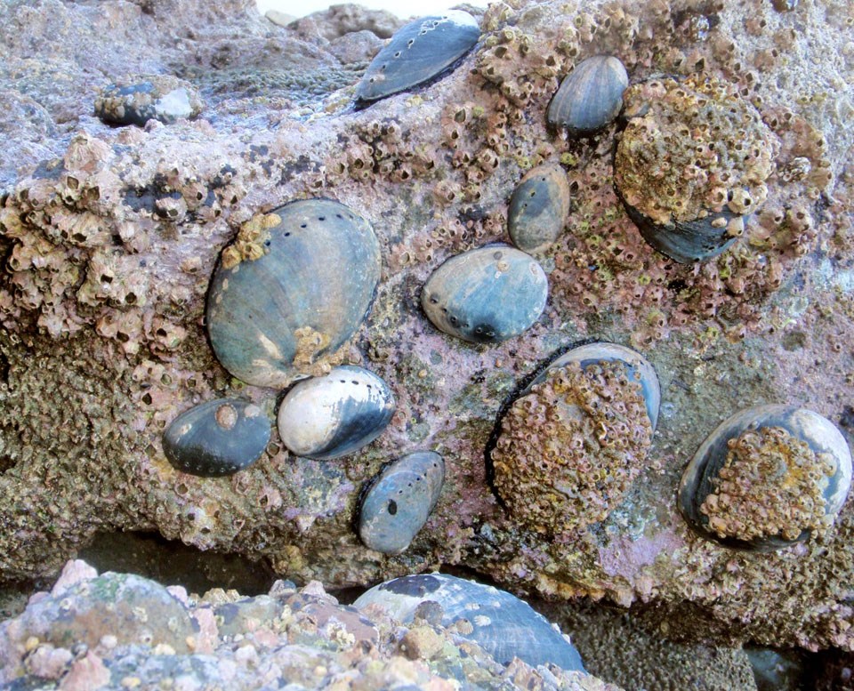 Multiple black abalone of different sizes sharing one section of rock