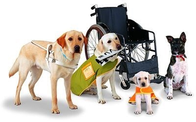 various service animals and a wheelchair