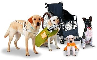 accessibility service animals various service animals and a wheelchair