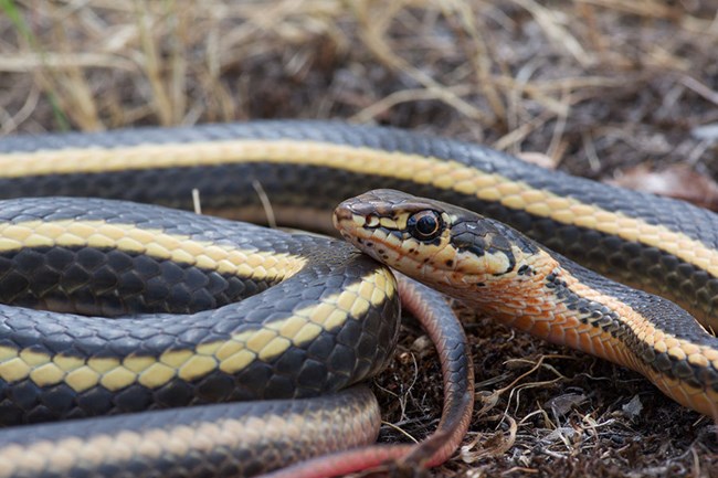 Side view of an Alameda whipsnake curled up on the ground